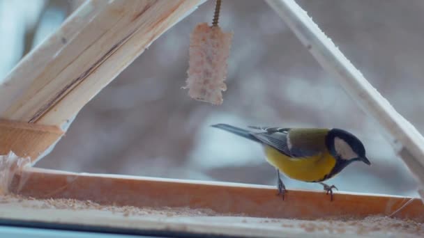 Malí Ptáčci Jedí Semena Krmítku Oknem Zima Mráz Vrabci Zpomalit — Stock video