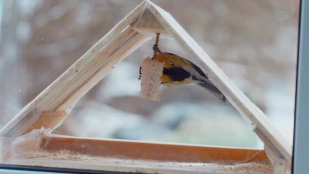Vogeltjes Eten Zaden Voerbak Buiten Het Raam Winter Vorst Mussen — Stockvideo