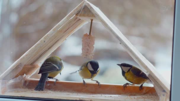 Маленькие Птицы Едят Семена Кормушке Окном Зима Мороз Воробьи Замедление — стоковое видео