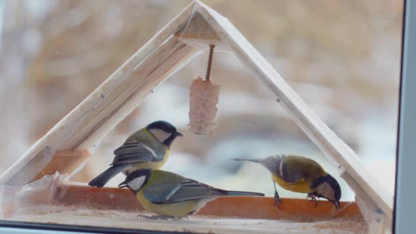 Gli Uccellini Mangiano Semi Nell Alimentatore Fuori Dalla Finestra Inverno — Video Stock