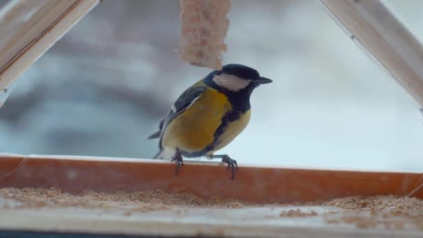 Little Birds Eat Seeds Feeder Window Winter Frost Sparrows Slow — Stock Video