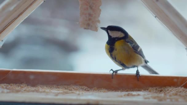 Les Petits Oiseaux Mangent Des Graines Dans Mangeoire Extérieur Fenêtre — Video