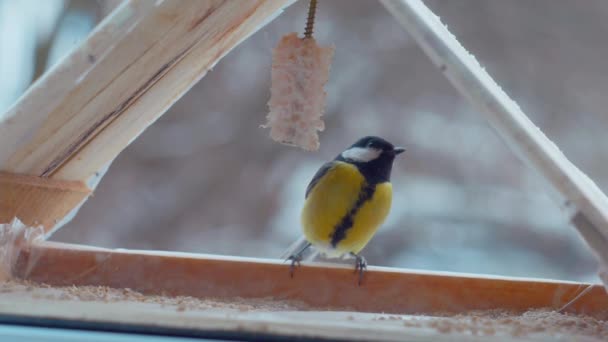 Vogeltjes Eten Zaden Voerbak Buiten Het Raam Winter Vorst Mussen — Stockvideo