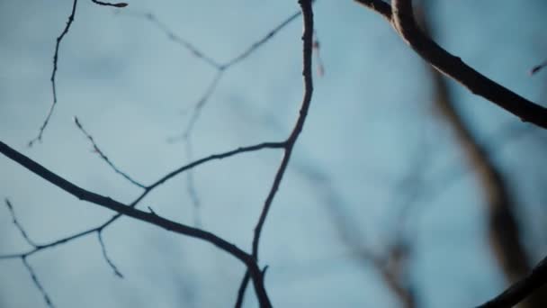 Gökyüzüne Doğru Uzanan Yalnız Bir Ağaç Kış Dalları Maviye Karşı — Stok video