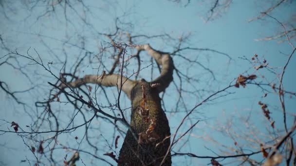 孤独的树伸向天空 冬天的枝干衬托在蓝色的衬托下 无叶树的斯塔克之美 宁静的天空为贫瘠的枝条提供了背景 — 图库视频影像
