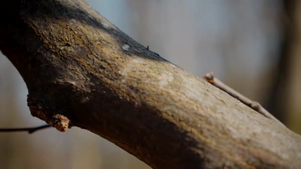 줄기의 껍질의 매크로 비디오 복잡한 텍스처 질감으로 껍질의 클로즈업 트렁크에 — 비디오