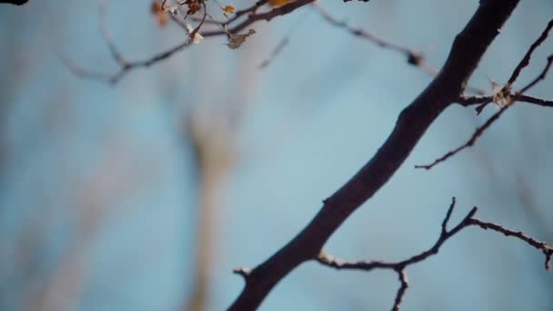 Árbol Solitario Que Llega Hacia Cielo Las Ramas Invierno Silueta — Vídeos de Stock