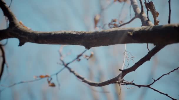 孤独的树伸向天空 冬天的枝干衬托在蓝色的衬托下 无叶树的斯塔克之美 宁静的天空为贫瘠的枝条提供了背景 — 图库视频影像