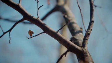 Gökyüzüne doğru uzanan yalnız bir ağaç. Kış dalları maviye karşı siluetlendi. Yapraksız ağacın katıksız güzelliği. Çorak dallar için sakin bir arkaplan. Orman, ağaç, doğa, doku.