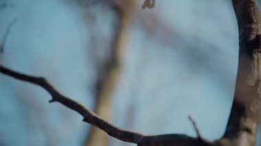 Gökyüzüne doğru uzanan yalnız bir ağaç. Kış dalları maviye karşı siluetlendi. Yapraksız ağacın katıksız güzelliği. Çorak dallar için sakin bir arkaplan. Orman, ağaç, doğa, doku.