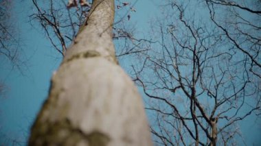 Ağaç gövdesinin kabuğunun makro video çekimi. Orman, ağaç, doğa, doku. Karmaşık desenli ağaç kabuğu. Ağaç kabuğunun kabuğunun kabuğu pürüzlü. Ağaç gövdesindeki kabuğun detaylı görüntüsü. Ağaç kabuğunun yüzeyi doğal desenleri gösteriyor.