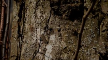 Ağaç gövdesinin kabuğunun makro video çekimi. Orman, ağaç, doğa, doku. Karmaşık desenli ağaç kabuğu. Ağaç kabuğunun kabuğunun kabuğu pürüzlü. Ağaç gövdesindeki kabuğun detaylı görüntüsü. Ağaç kabuğunun yüzeyi doğal desenleri gösteriyor.