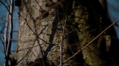 Ağaç gövdesinin kabuğunun makro video çekimi. Orman, ağaç, doğa, doku. Karmaşık desenli ağaç kabuğu. Ağaç kabuğunun kabuğunun kabuğu pürüzlü. Ağaç gövdesindeki kabuğun detaylı görüntüsü. Ağaç kabuğunun yüzeyi doğal desenleri gösteriyor.