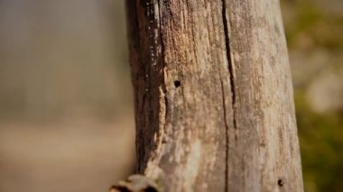 Ağaç gövdesinin kabuğunun makro video çekimi. Orman, ağaç, doğa, doku. Karmaşık desenli ağaç kabuğu. Ağaç kabuğunun kabuğunun kabuğu pürüzlü. Ağaç gövdesindeki kabuğun detaylı görüntüsü. Ağaç kabuğunun yüzeyi doğal desenleri gösteriyor.