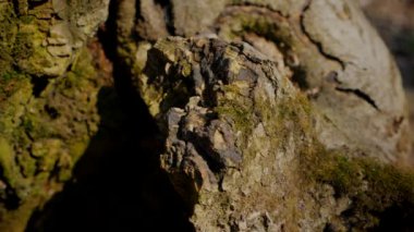 Ağaç gövdesinin kabuğunun makro video çekimi. Orman, ağaç, doğa, doku. Karmaşık desenli ağaç kabuğu. Ağaç kabuğunun kabuğunun kabuğu pürüzlü. Ağaç gövdesindeki kabuğun detaylı görüntüsü. Ağaç kabuğunun yüzeyi doğal desenleri gösteriyor.