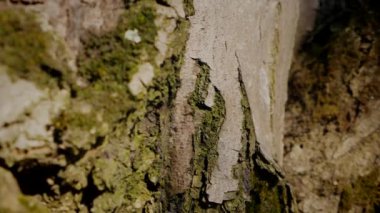 Ağaç gövdesinin kabuğunun makro video çekimi. Orman, ağaç, doğa, doku. Karmaşık desenli ağaç kabuğu. Ağaç kabuğunun kabuğunun kabuğu pürüzlü. Ağaç gövdesindeki kabuğun detaylı görüntüsü. Ağaç kabuğunun yüzeyi doğal desenleri gösteriyor.