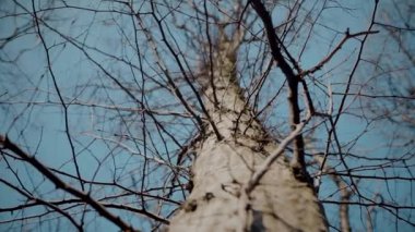 Gökyüzüne doğru uzanan yalnız bir ağaç. Kış dalları maviye karşı siluetlendi. Yapraksız ağacın katıksız güzelliği. Çorak dallar için sakin bir arkaplan. Orman, ağaç, doğa, doku.