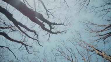 Gökyüzüne doğru uzanan yalnız bir ağaç. Kış dalları maviye karşı siluetlendi. Yapraksız ağacın katıksız güzelliği. Çorak dallar için sakin bir arkaplan. Orman, ağaç, doğa, doku.
