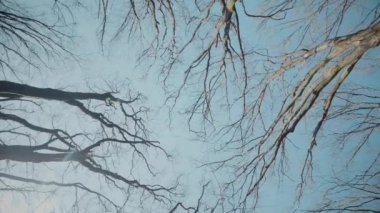 Gökyüzüne doğru uzanan yalnız bir ağaç. Kış dalları maviye karşı siluetlendi. Yapraksız ağacın katıksız güzelliği. Çorak dallar için sakin bir arkaplan. Orman, ağaç, doğa, doku.