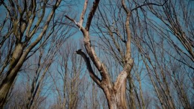 Gökyüzüne doğru uzanan yalnız bir ağaç. Kış dalları maviye karşı siluetlendi. Yapraksız ağacın katıksız güzelliği. Çorak dallar için sakin bir arkaplan. Orman, ağaç, doğa, doku.