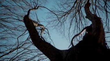 Gökyüzüne doğru uzanan yalnız bir ağaç. Kış dalları maviye karşı siluetlendi. Yapraksız ağacın katıksız güzelliği. Çorak dallar için sakin bir arkaplan. Orman, ağaç, doğa, doku.