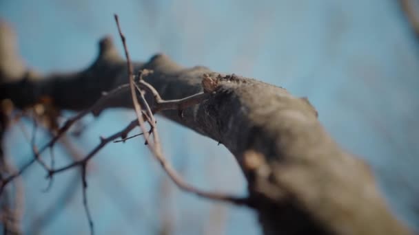 Osamělý Strom Sahající Obloze Zimní Větve Rýsovaly Proti Modré Stark — Stock video