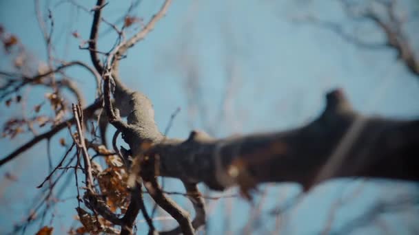 하늘을 도달하는 외로운 지점은 파란색에 Silhouetted 잎없는 나무의 아름다움 세레나 — 비디오