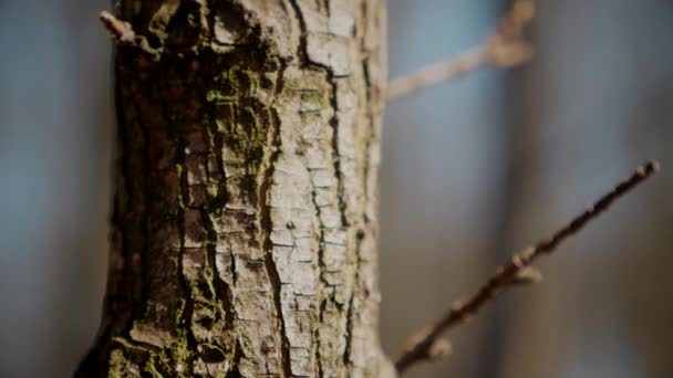 宏观视频拍摄的树皮树干 花纹复杂的树皮 树皮粗硬质感的特写 树干上树皮的详细视图 树皮表面显示自然图案 — 图库视频影像