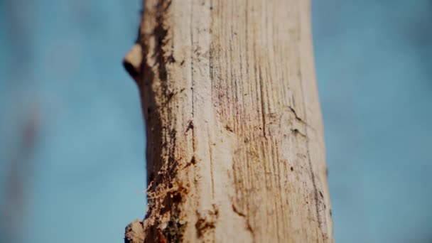木のトランクの樹皮のマクロビデオ撮影 テクスチャ 複雑なパターンを持つテクスチャードツリーバーク 粗い質感のある樹皮のクローズアップ 木の幹の上の樹皮の詳細なビュー 自然なパターンを示す樹皮の表面 — ストック動画