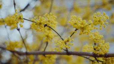 İlkbaharda ağaçta açan canlı sarı çiçekler. Güneşin altında güzel sarı çiçeklere yaklaş. Ağaç dalındaki sarı yaprakların detaylı görüntüsü. Güneşli bir günde açan parlak sarı çiçekler.