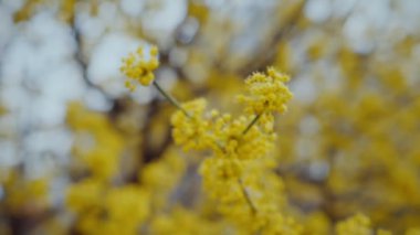 İlkbaharda ağaçta açan canlı sarı çiçekler. Güneşin altında güzel sarı çiçeklere yaklaş. Ağaç dalındaki sarı yaprakların detaylı görüntüsü. Güneşli bir günde açan parlak sarı çiçekler.