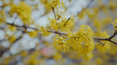 İlkbaharda ağaçta açan canlı sarı çiçekler. Güneşin altında güzel sarı çiçeklere yaklaş. Ağaç dalındaki sarı yaprakların detaylı görüntüsü. Güneşli bir günde açan parlak sarı çiçekler.