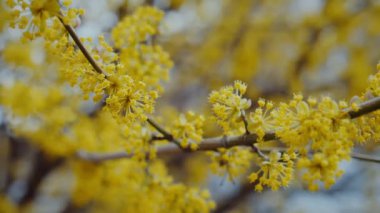 İlkbaharda ağaçta açan canlı sarı çiçekler. Güneşin altında güzel sarı çiçeklere yaklaş. Ağaç dalındaki sarı yaprakların detaylı görüntüsü. Güneşli bir günde açan parlak sarı çiçekler.