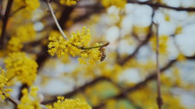 Altın çiçekli taç yapraklı polen arısı. Canlı sarı bir çiçeğin üzerinde dinlenen bir arı. Yavaş çekim. Güneşli sarı bir çiçeğe tünemiş bir arıya yakın çekim. Küçük arı parlak sarı bir çiçekte nektarın tadını çıkarıyor. Yavaş çekim..