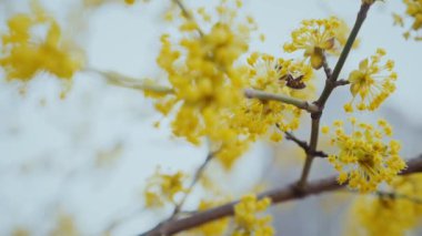 Altın çiçekli taç yapraklı polen arısı. Canlı sarı bir çiçeğin üzerinde dinlenen bir arı. Yavaş çekim. Güneşli sarı bir çiçeğe tünemiş bir arıya yakın çekim. Küçük arı parlak sarı bir çiçekte nektarın tadını çıkarıyor. Yavaş çekim..