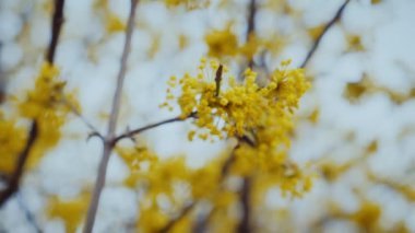 Altın çiçekli taç yapraklı polen arısı. Canlı sarı bir çiçeğin üzerinde dinlenen bir arı. Yavaş çekim. Güneşli sarı bir çiçeğe tünemiş bir arıya yakın çekim. Küçük arı parlak sarı bir çiçekte nektarın tadını çıkarıyor. Yavaş çekim..