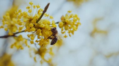 Altın çiçekli taç yapraklı polen arısı. Canlı sarı bir çiçeğin üzerinde dinlenen bir arı. Yavaş çekim. Güneşli sarı bir çiçeğe tünemiş bir arıya yakın çekim. Küçük arı parlak sarı bir çiçekte nektarın tadını çıkarıyor. Yavaş çekim..