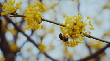 Altın çiçekli taç yapraklı polen arısı. Canlı sarı bir çiçeğin üzerinde dinlenen bir arı. Yavaş çekim. Güneşli sarı bir çiçeğe tünemiş bir arıya yakın çekim. Küçük arı parlak sarı bir çiçekte nektarın tadını çıkarıyor. Yavaş çekim..