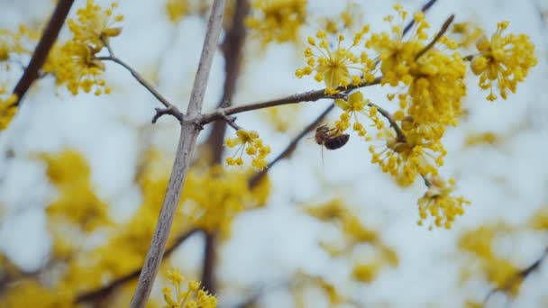 Včela Opylovač Zlatém Okvětním Lístku Včela Odpočívající Zářivě Žlutém Květu — Stock video