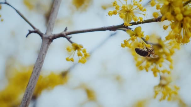 Včela Opylovač Zlatém Okvětním Lístku Včela Odpočívající Zářivě Žlutém Květu — Stock video