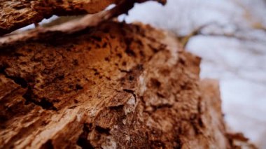 Ağaç gövdesinin kabuğunun makro video çekimi. Orman, ağaç, doğa, doku. Karmaşık desenli ağaç kabuğu. Ağaç kabuğunun kabuğunun kabuğu pürüzlü. Ağaç gövdesindeki ağaç kabuğunun detaylı görüntüsü. Yavaş çekim..