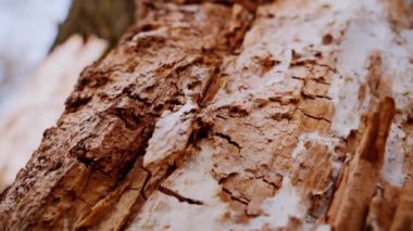 Ağaç gövdesinin kabuğunun makro video çekimi. Orman, ağaç, doğa, doku. Karmaşık desenli ağaç kabuğu. Ağaç kabuğunun kabuğunun kabuğu pürüzlü. Ağaç gövdesindeki ağaç kabuğunun detaylı görüntüsü. Yavaş çekim..