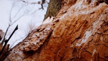 Ağaç gövdesinin kabuğunun makro video çekimi. Orman, ağaç, doğa, doku. Karmaşık desenli ağaç kabuğu. Ağaç kabuğunun kabuğunun kabuğu pürüzlü. Ağaç gövdesindeki ağaç kabuğunun detaylı görüntüsü. Yavaş çekim..