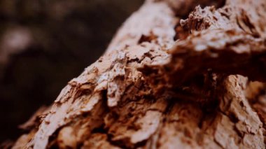 Ağaç gövdesinin kabuğunun makro video çekimi. Orman, ağaç, doğa, doku. Karmaşık desenli ağaç kabuğu. Ağaç kabuğunun kabuğunun kabuğu pürüzlü. Ağaç gövdesindeki ağaç kabuğunun detaylı görüntüsü. Yavaş çekim..