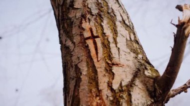 Ağaç gövdesinin çaprazındaki haçın makro video çekimi. Ağaç gövdesine oyulmuş bir Hristiyan haçı. Din, Orman, Doğa, Doku. Karmaşık desenli ağaç kabuğu. Ağaç kabuğunun kabuğunun kabuğu pürüzlü. Yavaş çekim..