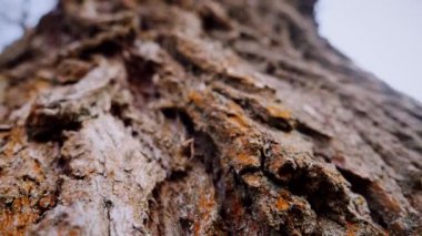 Ağaç gövdesinin kabuğunun makro video çekimi. Orman, ağaç, doğa, doku. Karmaşık desenli ağaç kabuğu. Ağaç kabuğunun kabuğunun kabuğu pürüzlü. Ağaç gövdesindeki ağaç kabuğunun detaylı görüntüsü. Yavaş çekim..