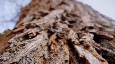 Ağaç gövdesinin kabuğunun makro video çekimi. Orman, ağaç, doğa, doku. Karmaşık desenli ağaç kabuğu. Ağaç kabuğunun kabuğunun kabuğu pürüzlü. Ağaç gövdesindeki ağaç kabuğunun detaylı görüntüsü. Yavaş çekim..