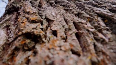 Ağaç gövdesinin kabuğunun makro video çekimi. Orman, ağaç, doğa, doku. Karmaşık desenli ağaç kabuğu. Ağaç kabuğunun kabuğunun kabuğu pürüzlü. Ağaç gövdesindeki ağaç kabuğunun detaylı görüntüsü. Yavaş çekim..