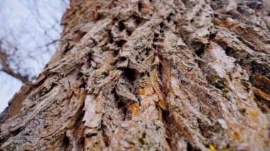 Ağaç gövdesinin kabuğunun makro video çekimi. Orman, ağaç, doğa, doku. Karmaşık desenli ağaç kabuğu. Ağaç kabuğunun kabuğunun kabuğu pürüzlü. Ağaç gövdesindeki ağaç kabuğunun detaylı görüntüsü. Yavaş çekim..