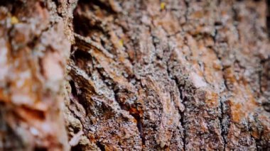 Ağaç gövdesinin kabuğunun makro video çekimi. Orman, ağaç, doğa, doku. Karmaşık desenli ağaç kabuğu. Ağaç kabuğunun kabuğunun kabuğu pürüzlü. Ağaç gövdesindeki ağaç kabuğunun detaylı görüntüsü. Yavaş çekim..